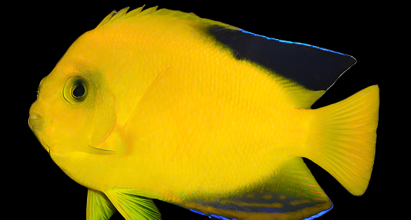 Centropyge Woodheadi ( Woodheadi Black tip Angel )