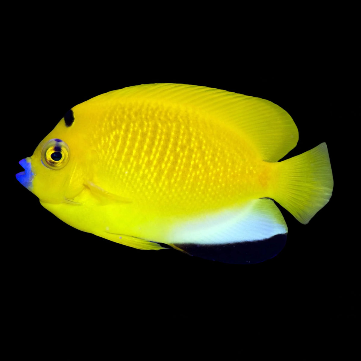 Apolemichthys trimaculatus (Flagfin Angelfish) Large