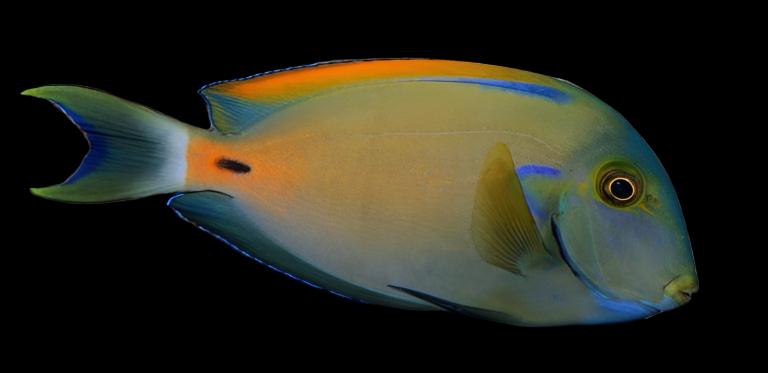 Acanthurus fowleri (Fowleri Tang)