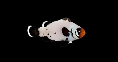 Frostbite Ocellaris (Clownfish)