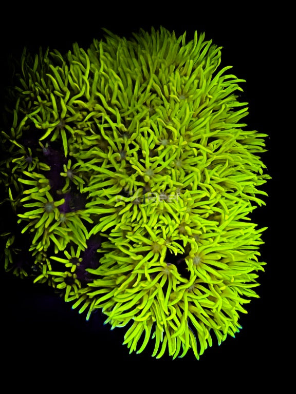 GSP ( Green Star Polyps )