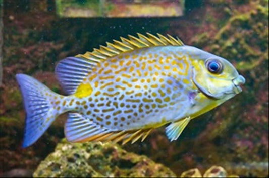 Siganus guttatus (Yellow Blotch Rabbitfish)