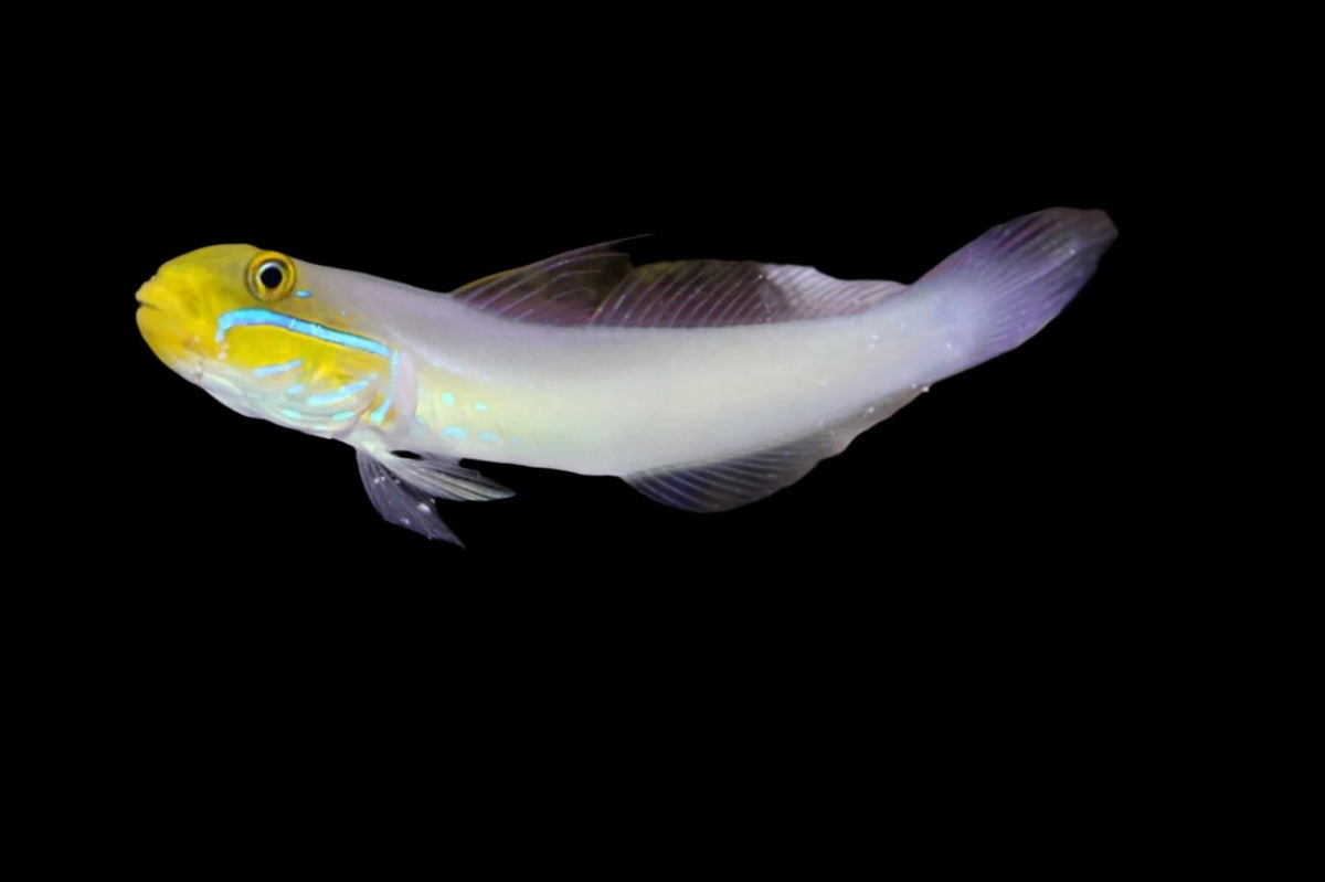 Valenciennea strigata (Golden head Sleeper Goby) Large