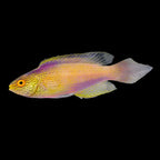 Rhomboidalis Wrasse Male