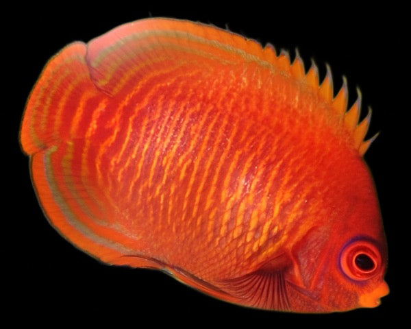 Centropyge aurantia (Golden Angel)