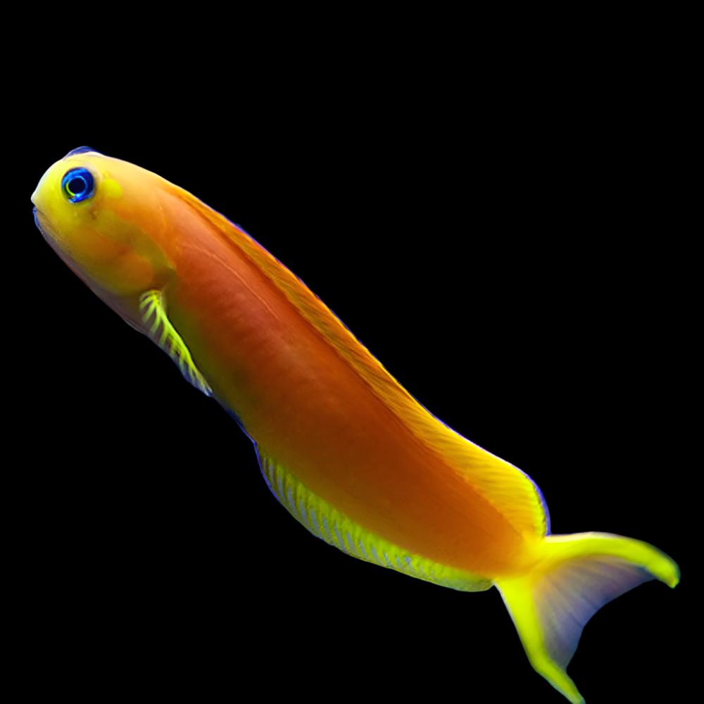 Ecsenius Midas (Golden Midas Blenny) small
