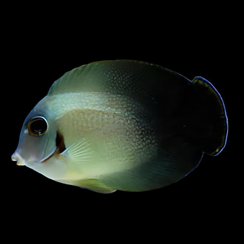 Acanthurus Chronixis (Half Black Mimic Tang)