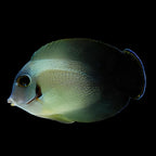 Acanthurus Chronixis (Half Black Mimic Tang)