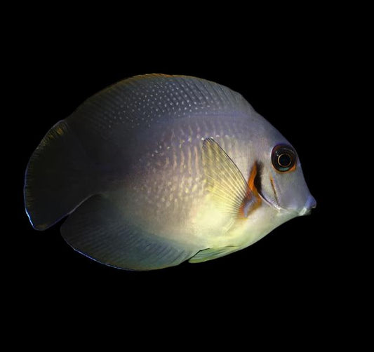 Acanthurus Chronixis (Half Black Mimic Tang)