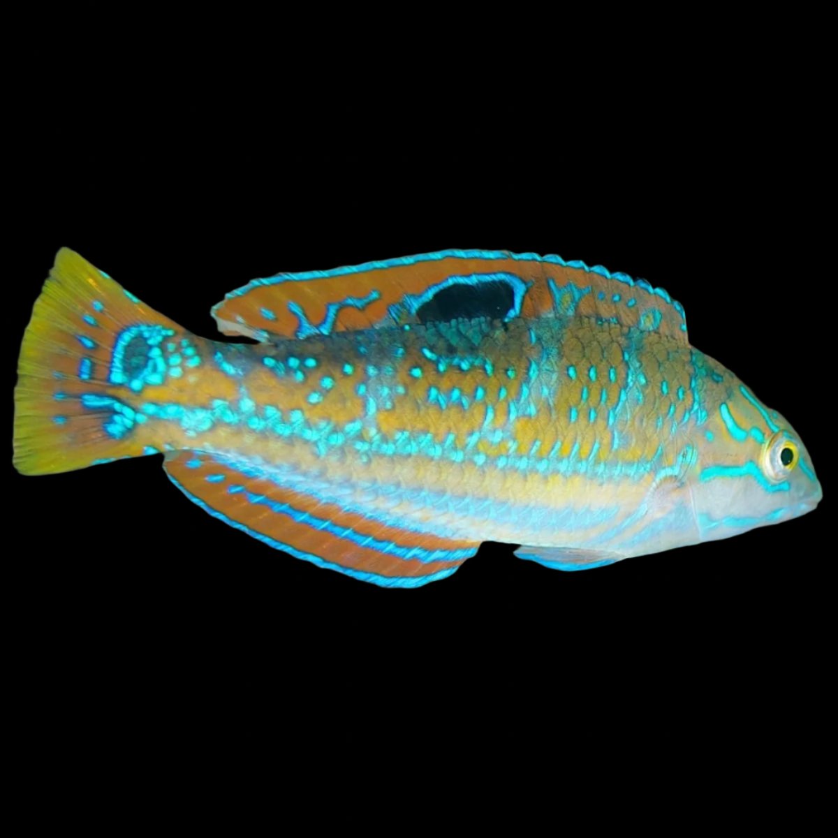 Halichoeres radiatus (Pudding Wife Wrasse) Large