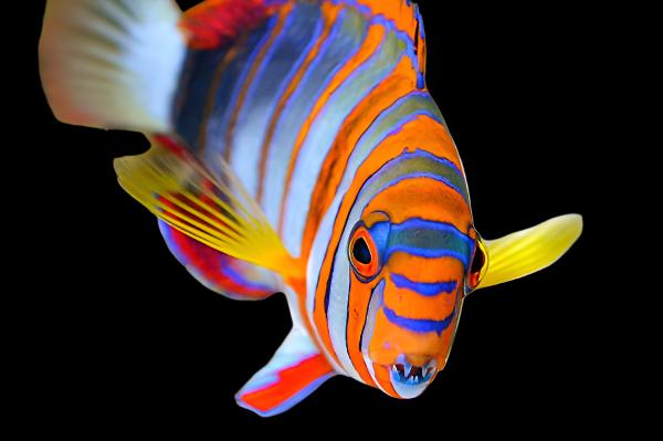 Choerodon fasciatura australia (Harlequin Tusk Wrasse australia)