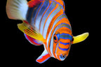 Choerodon fasciatura australia (Harlequin Tusk Wrasse australia)