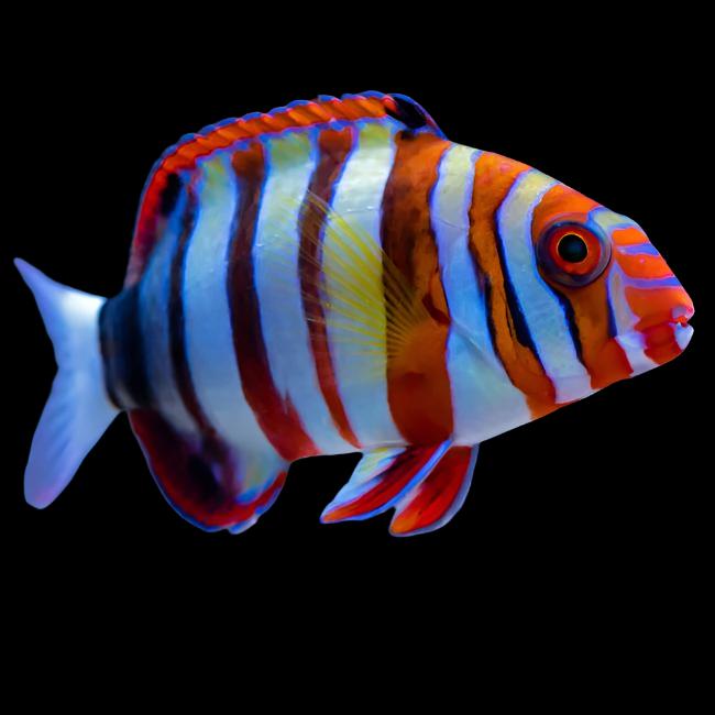 Choerodon fasciatura australia (Harlequin Tusk Wrasse australia)