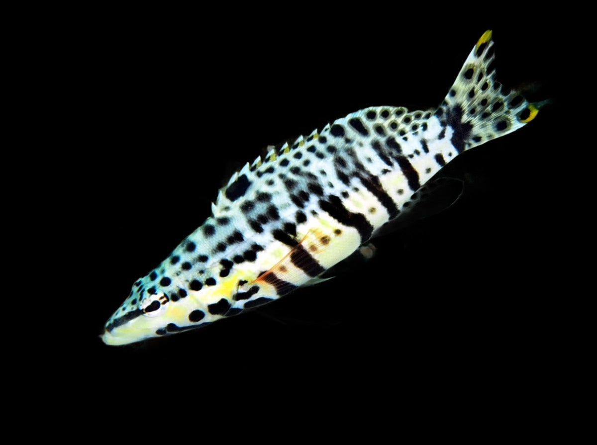 Serranus tigrinus (Harlequin Basslet)