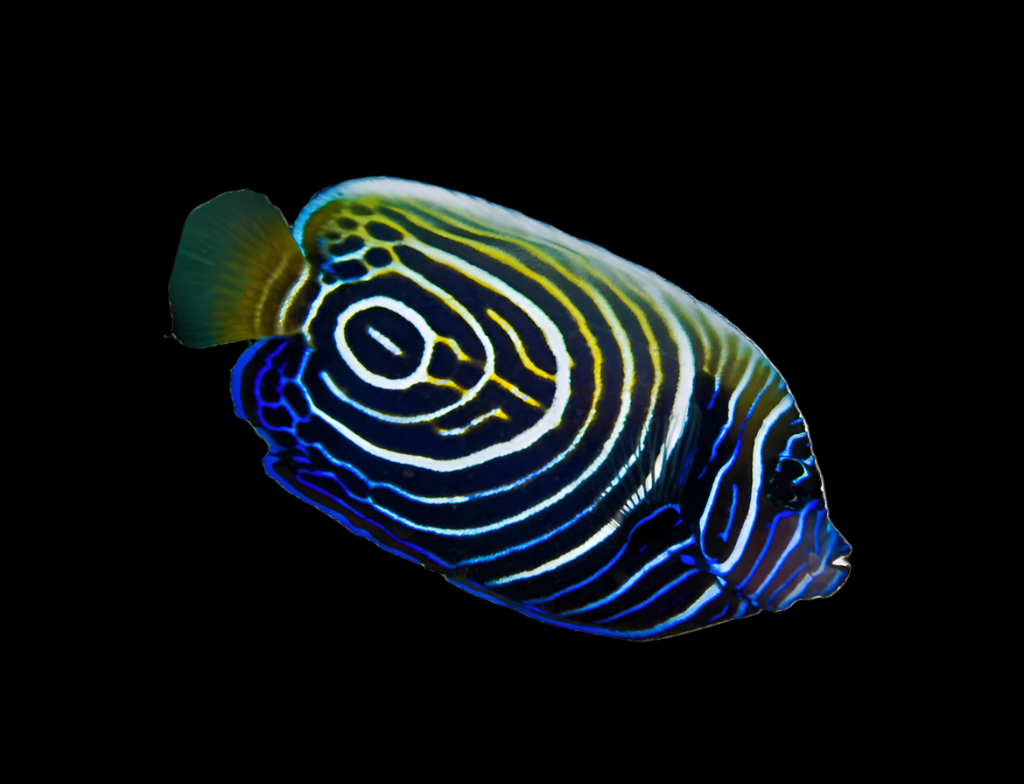 Pomacanthus imperator (Emperor Angelfish)