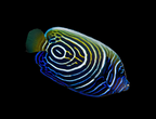 Pomacanthus imperator (Emperor Angelfish)