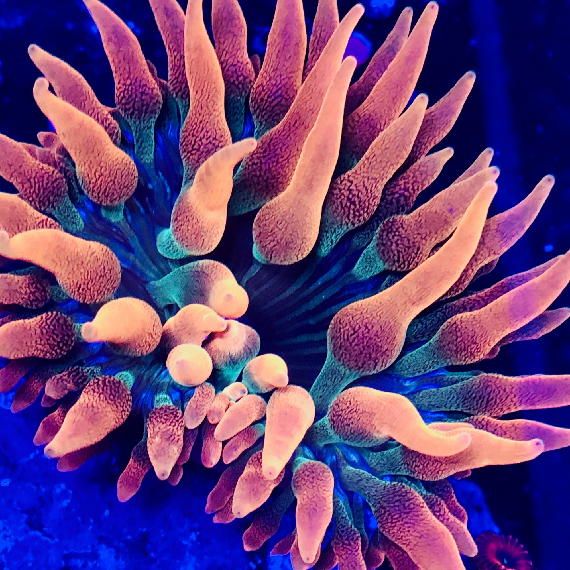 Entacmaea quadricolor ( Flame tip Bubble Anemone )