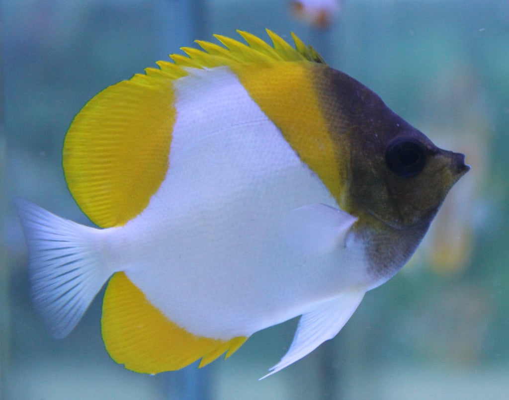 Hemitaurichthys polylepis (Yellow Pyramid Butterflyfish)