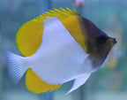 Hemitaurichthys polylepis (Yellow Pyramid Butterflyfish)