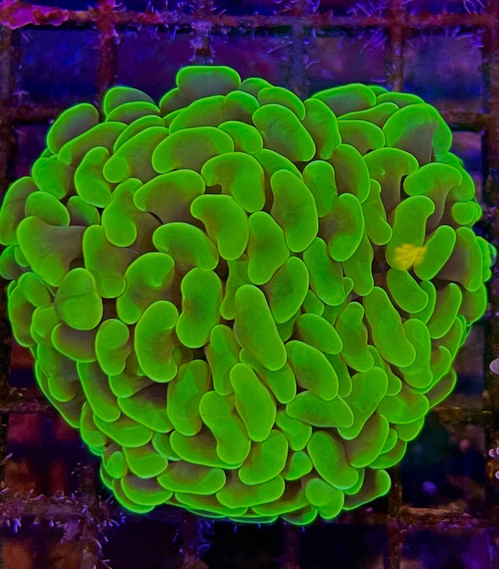 Hammer head Neon frag (par tete)