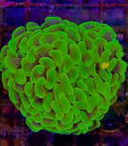 Hammer head Neon frag (par tete)