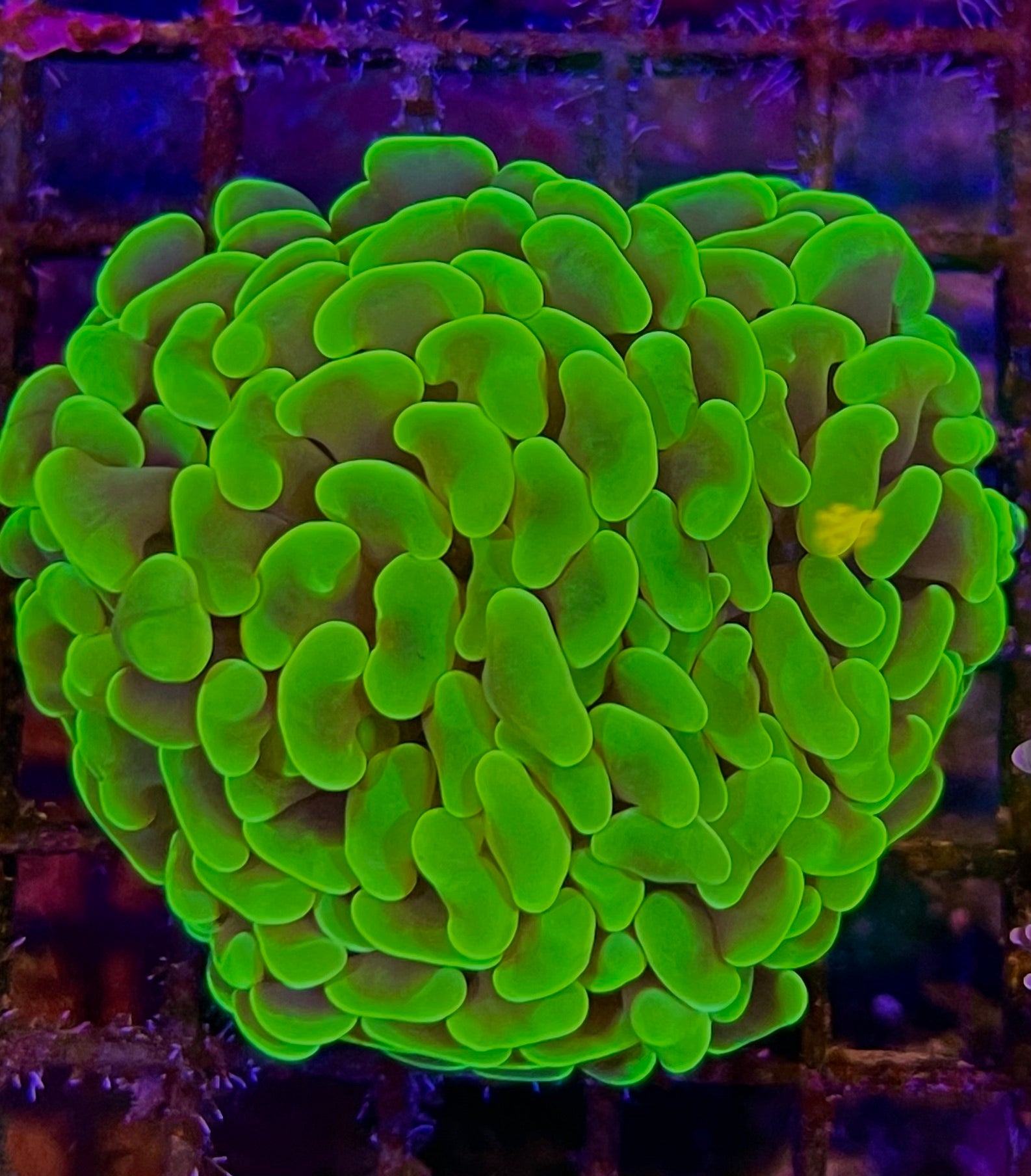 Hammer head Neon frag (par tete)