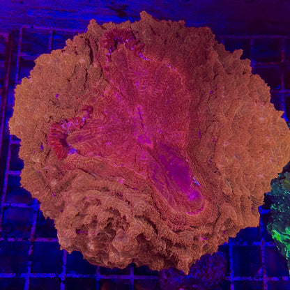 Doughnut Coral - Orange Color
