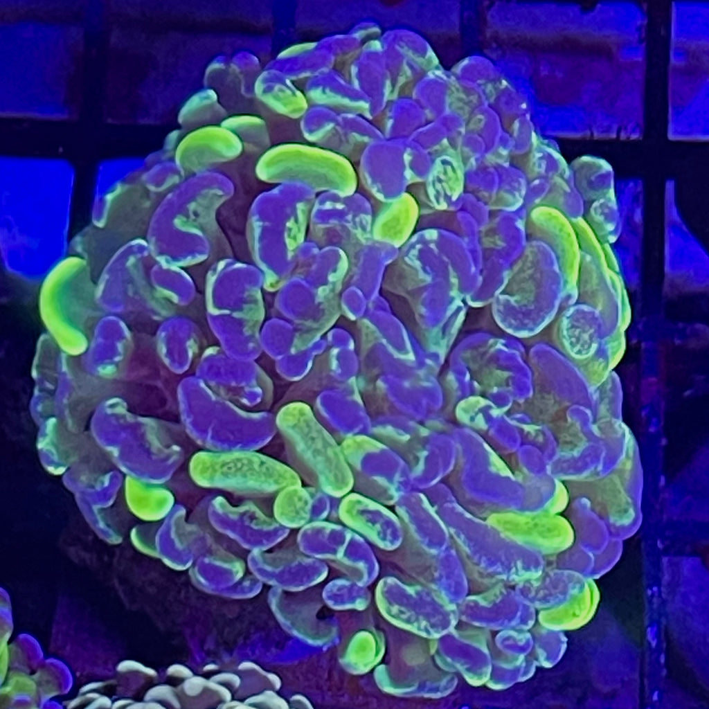 Hammer Cornbred two toned