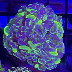 Hammer Cornbred two toned