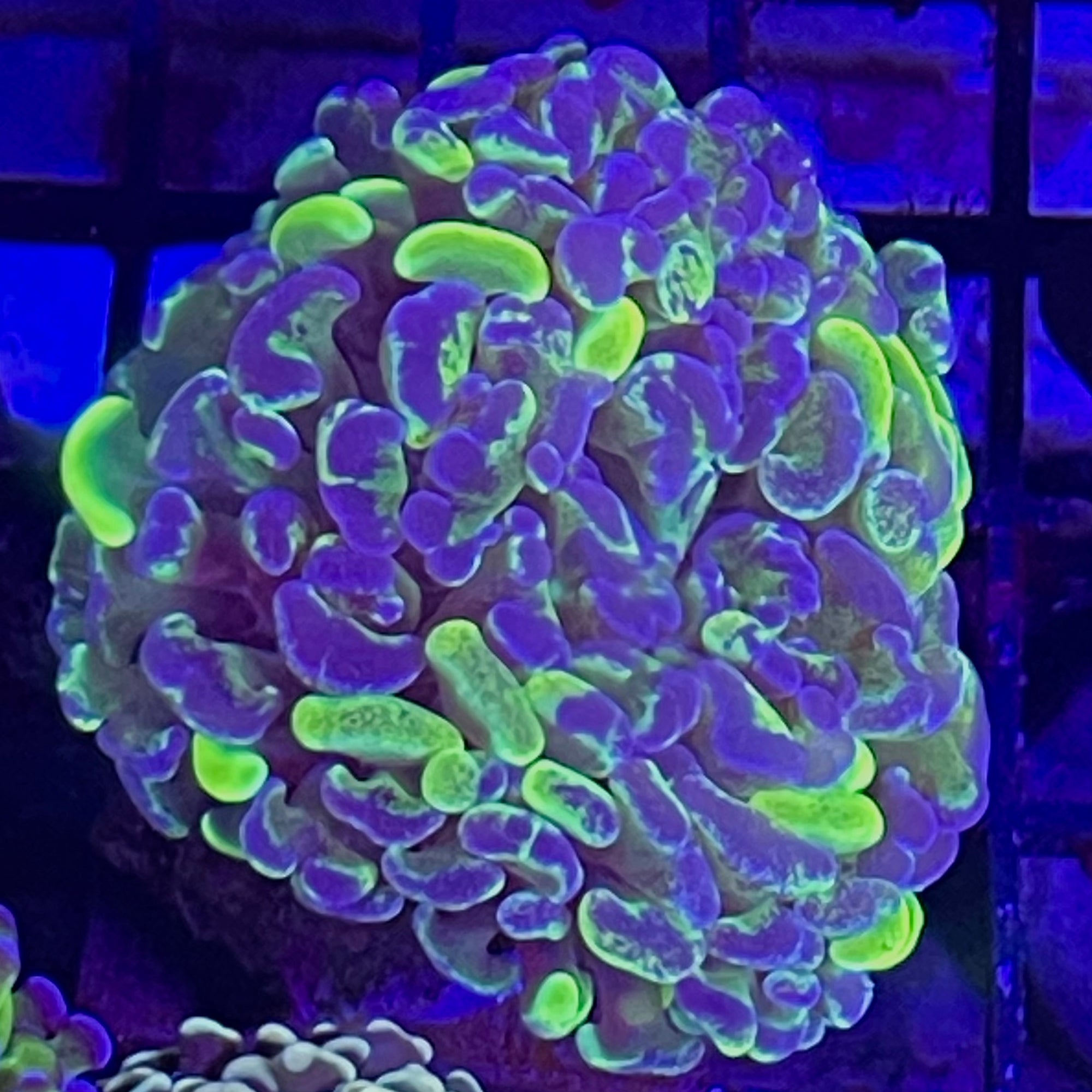 Hammer Cornbred two toned