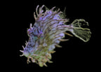 Chaetodermis pencilligerus (Tassle Filefish)