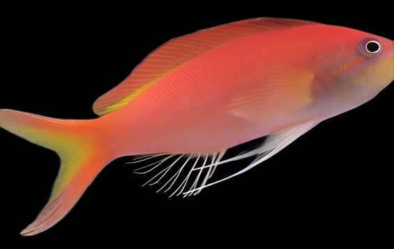 Pseudanthias ignitus (Ignitus Anthias) Femelle