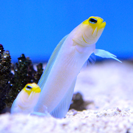 Mâchoire Nacrée ( Pearly Jawfish)