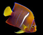 Holacanthus passer (Passer Angelfish)