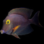 Ctenochaetus strigosus (Kole Yellow Eye Tang)