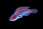 Cirrhilabrus labouti (Labouti Wrasse Australia) Male