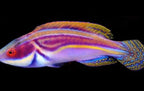 Cirrhilabrus labouti (Labouti Wrasse Australia)