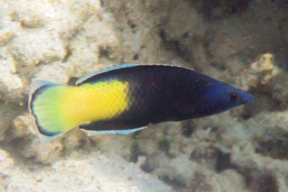Labroides bicolor (Bicolored Cleaner Wrasse)