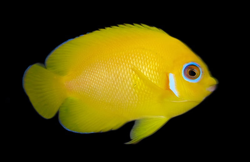 Centropyge flavissima (Lemonpeel Angelfish) Large