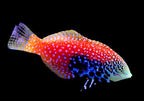 Macropharyngodon bipartitus (Blue Star Leopard Wrasse bipartitus)