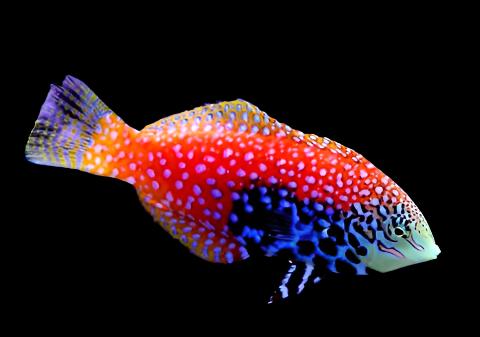 Macropharyngodon bipartitus (Blue Star Leopard Wrasse bipartitus)