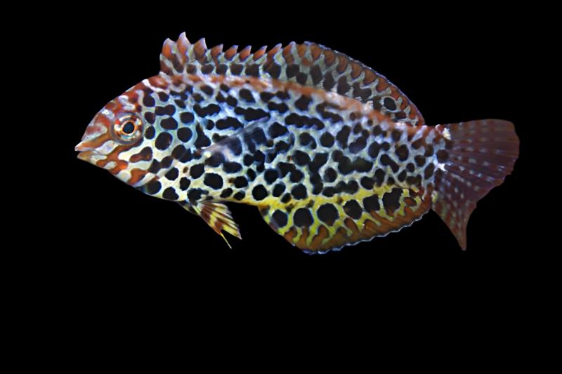 Macropharyngodon meleagris (Leopard Wrasse)