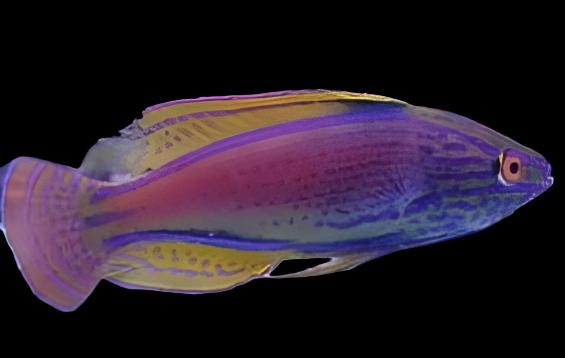 Cirrhilabrus lineatus (Lineatus Fairy Wrasse) Femelle