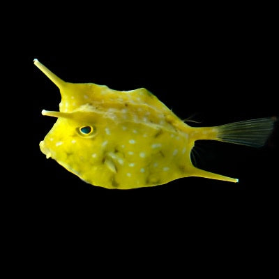 Lactoria Cornuta (Long Horned Cowfish) Large