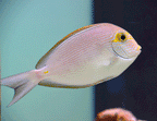 Acanthurus mata (Mata Tang)