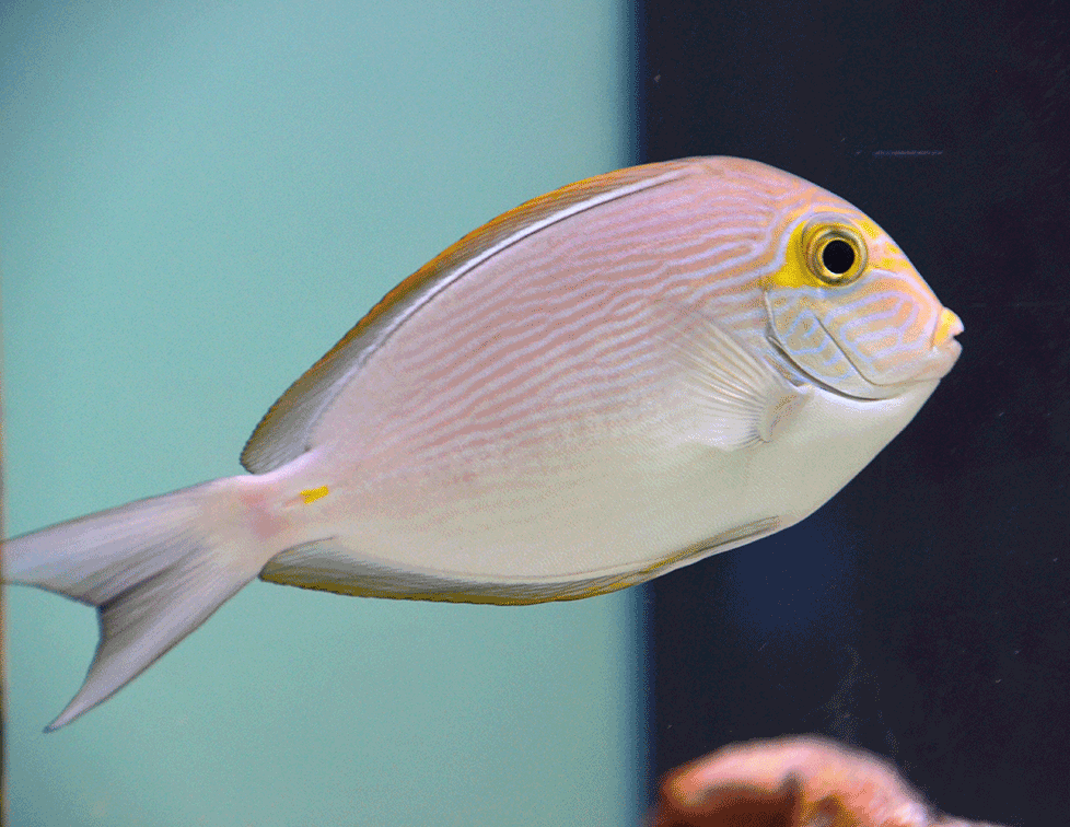 Acanthurus mata (Mata Tang)