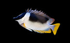 Siganus magnificus (Magnificent Foxface)