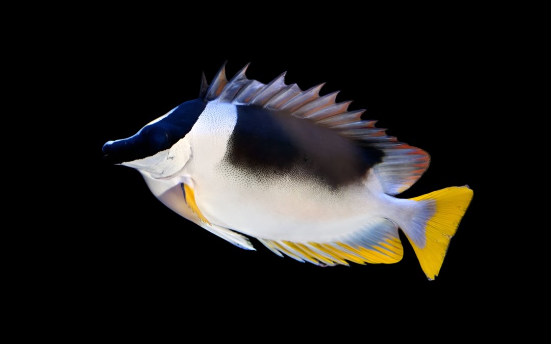 Siganus magnificus (Magnificent Foxface)
