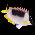 Siganus magnificus (Magnificent Foxface) Large