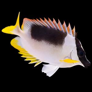 Siganus magnificus (Magnificent Foxface) Large